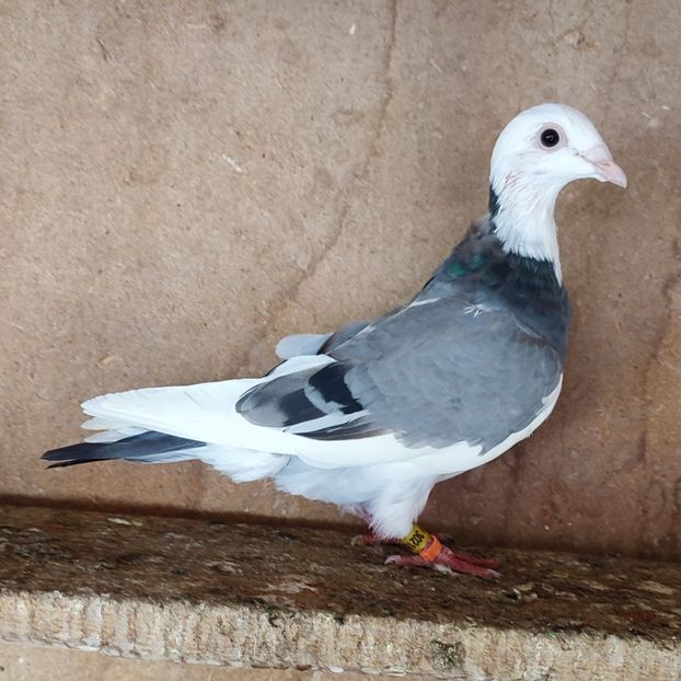 Femela 24-183....-15 lei - Porumbei vanduti