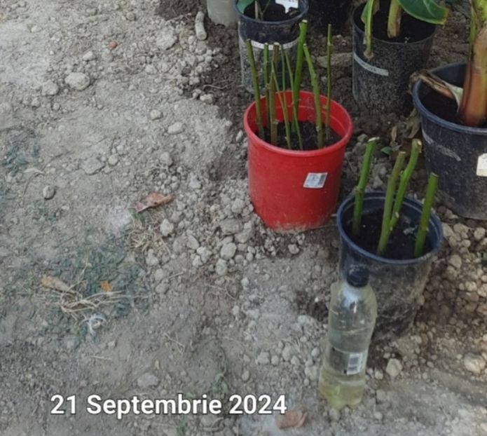 Butasi Mur ( mitrut ) - Butasire Mur Gigant 21 Septembrie 24