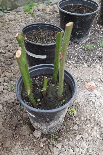 Butasire mur gigant - Butasire Mur Gigant 21 Septembrie 24