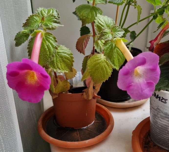  - Brid s Casandrinha_