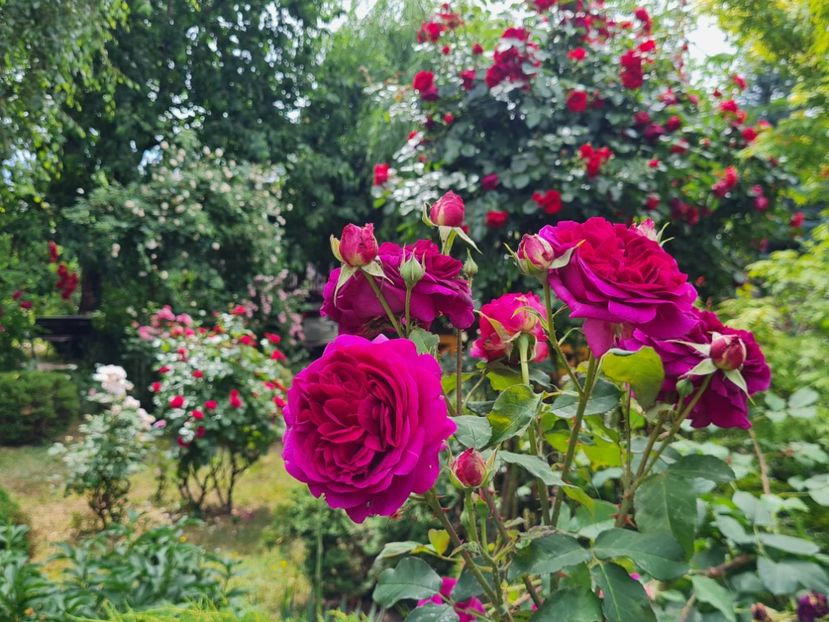 c92fbeed-fc54-460d-a30d-9c9a1469956f-1_all_2754 - 2024_Vara_Toamna