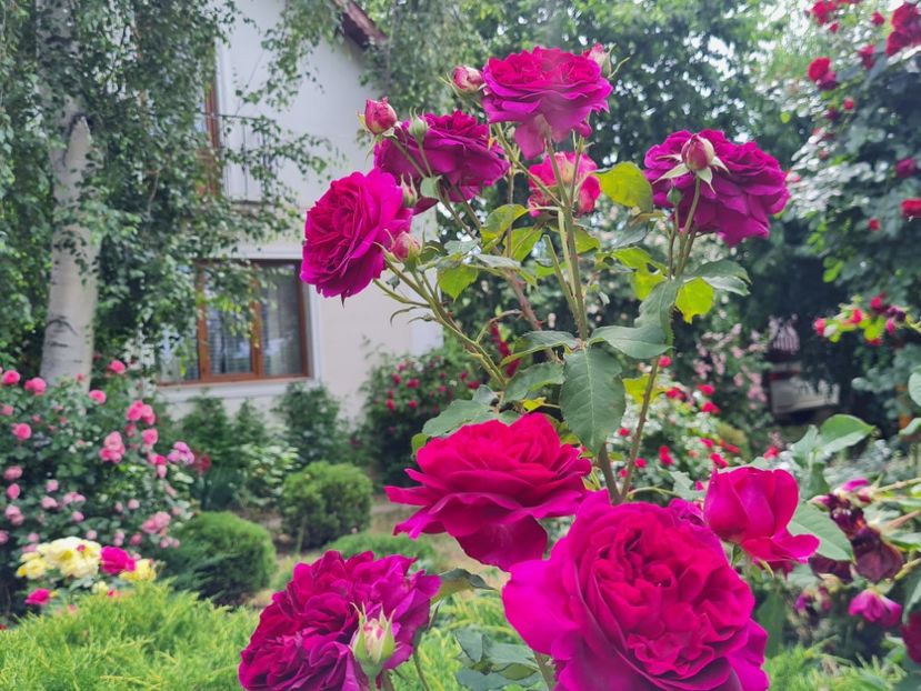 c92fbeed-fc54-460d-a30d-9c9a1469956f-1_all_2753 - 2024_Vara_Toamna