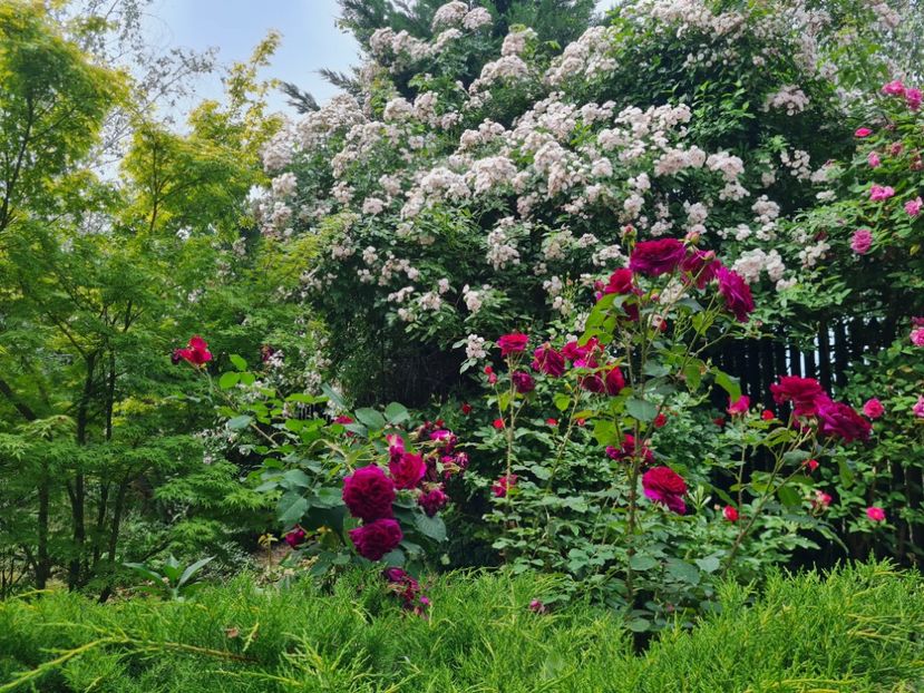 c92fbeed-fc54-460d-a30d-9c9a1469956f-1_all_2724 - 2024_Vara_Toamna