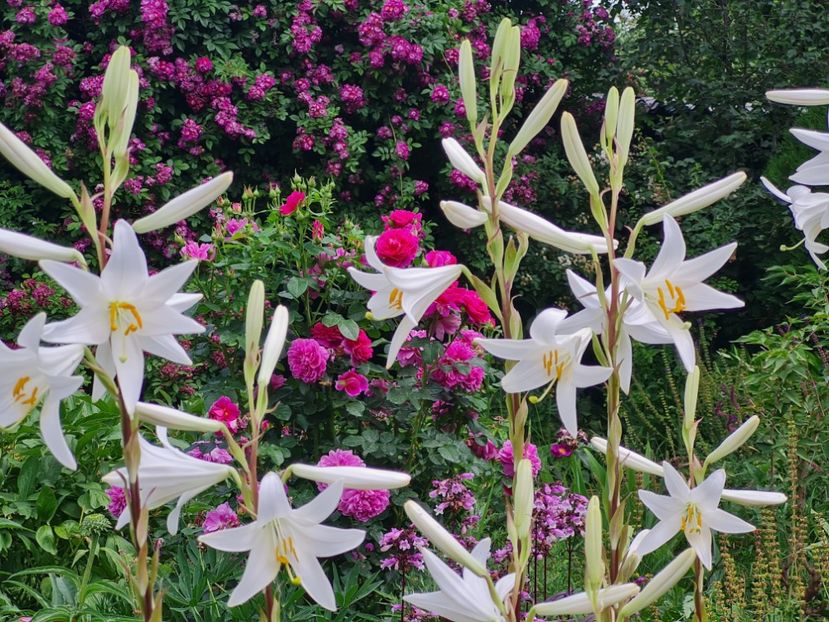 c92fbeed-fc54-460d-a30d-9c9a1469956f-1_all_2712 - 2024_Vara_Toamna