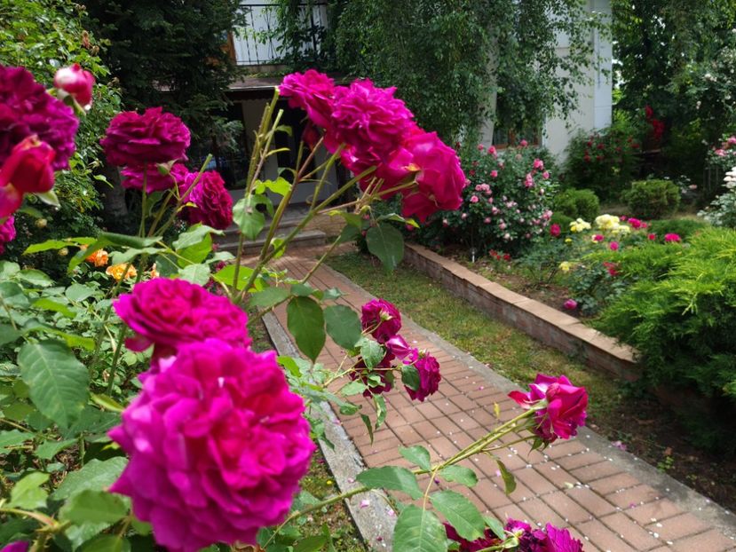 c92fbeed-fc54-460d-a30d-9c9a1469956f-1_all_2673 - 2024_Vara_Toamna