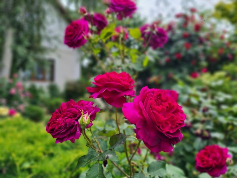 c92fbeed-fc54-460d-a30d-9c9a1469956f-1_all_2669 - 2024_Vara_Toamna