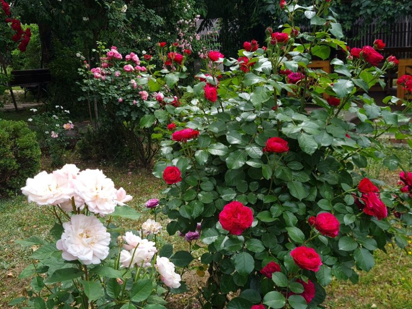 c92fbeed-fc54-460d-a30d-9c9a1469956f-1_all_2666 - 2024_Vara_Toamna