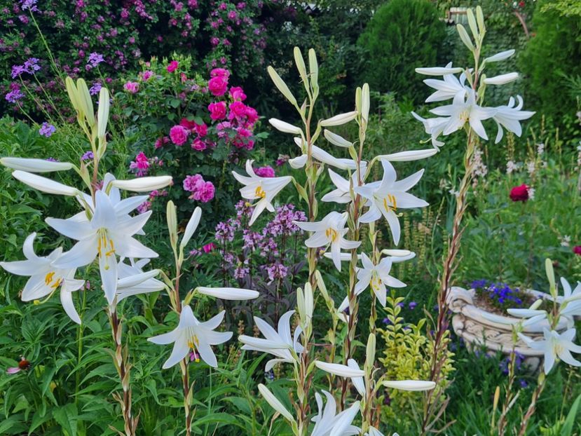 c92fbeed-fc54-460d-a30d-9c9a1469956f-1_all_2656 - 2024_Vara_Toamna