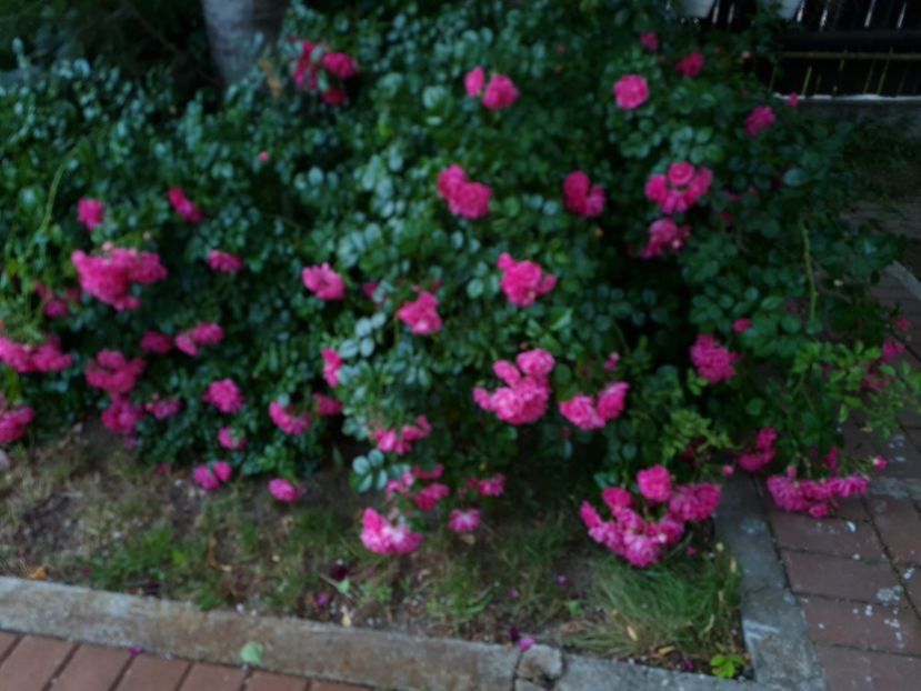 c92fbeed-fc54-460d-a30d-9c9a1469956f-1_all_2650 - 2024_Vara_Toamna