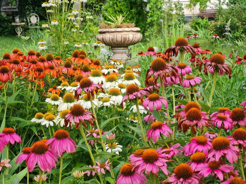 c92fbeed-fc54-460d-a30d-9c9a1469956f-1_all_2523 - 2024_Vara_Toamna