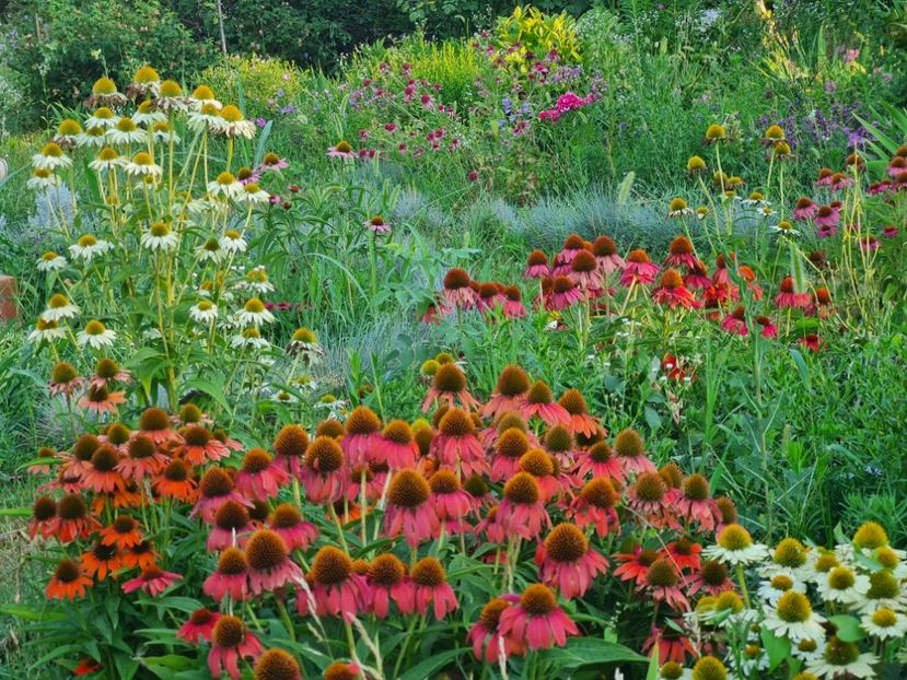 c92fbeed-fc54-460d-a30d-9c9a1469956f-1_all_2472 - 2024_Vara_Toamna