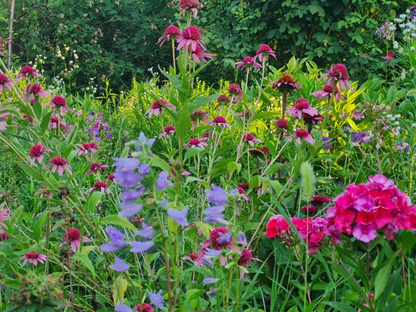 c92fbeed-fc54-460d-a30d-9c9a1469956f-1_all_2466 - 2024_Vara_Toamna