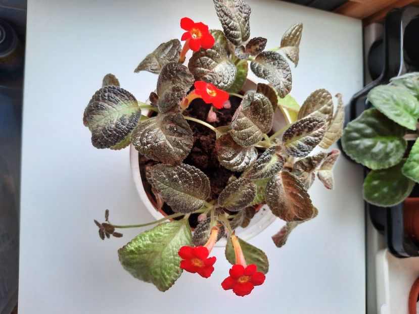 Octombrie 2024 - RED DEVIL