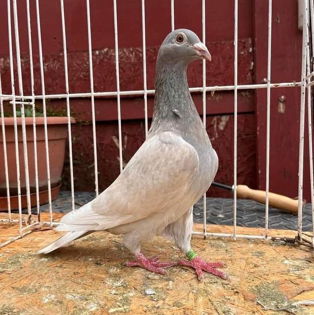  - Nu îmi aparțin 7