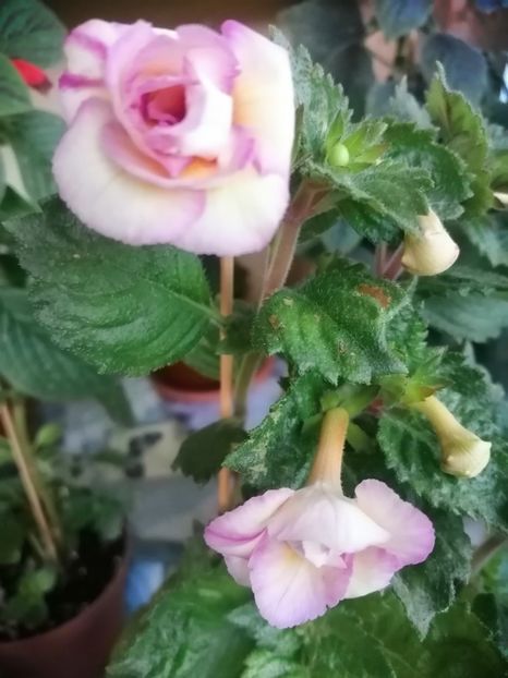  - Vanilla Custard