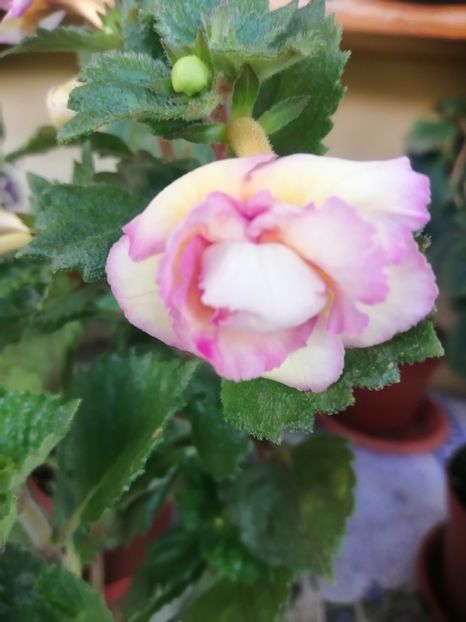  - Vanilla Custard