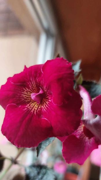 RF'S Silvia Marinovici - Achimenes