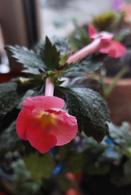Brid's Die Heyms - Achimenes