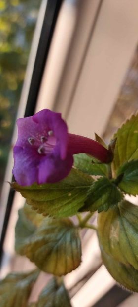 Brid's xa - Achimenes