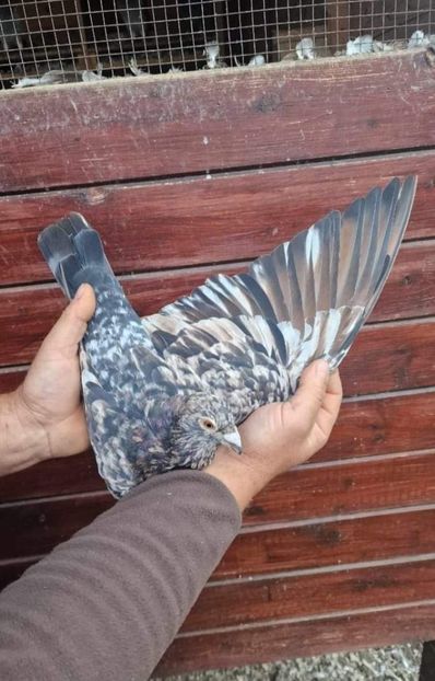  - Nu îmi aparțin 7