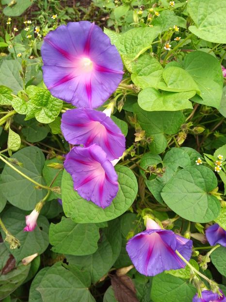 Petunie in - Flori de vara