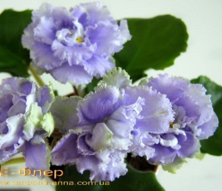 Poza net - LE-Fleur