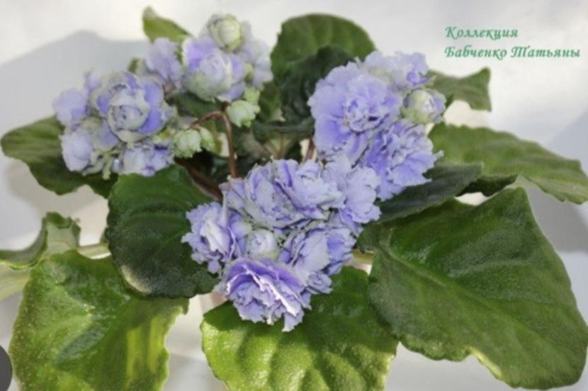 Poza net - LE-Fleur