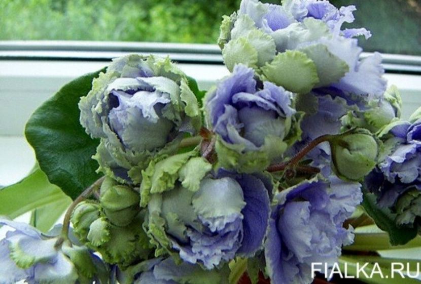 Poza net - LE-Fleur