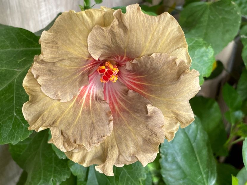  - 001 - Hibiscusi 2024 - 2