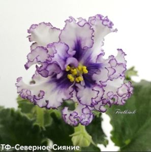 Poza net - TF-Severnoe Siyanie