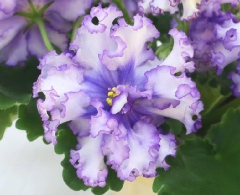 Poza net - TF-Severnoe Siyanie