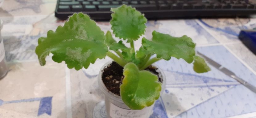  - TF-Severnoe Siyanie