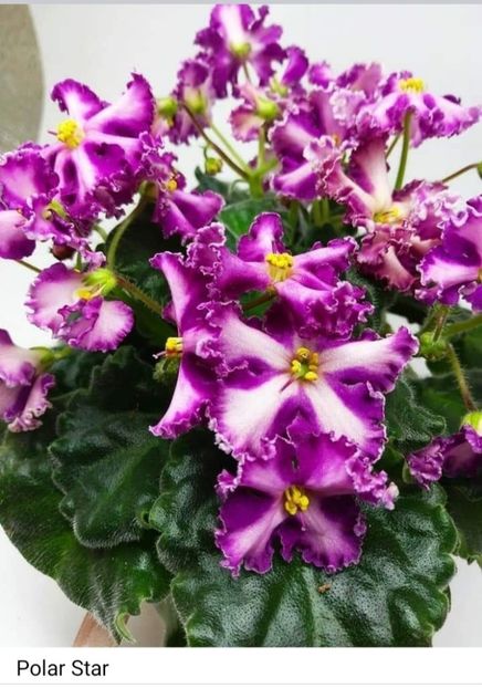 Poza net - Polar Star - chimera