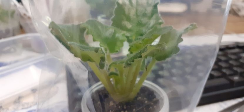  - Polar Star - chimera