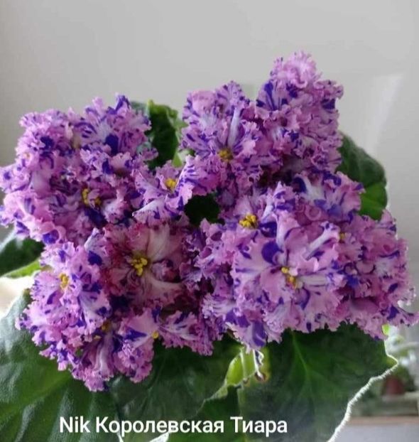 Poza net - NIK-Corolevscaia Tiara - chimera
