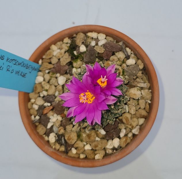 Ariocarpus kotschoubeyanus sladkovski Rio Verde - 2024