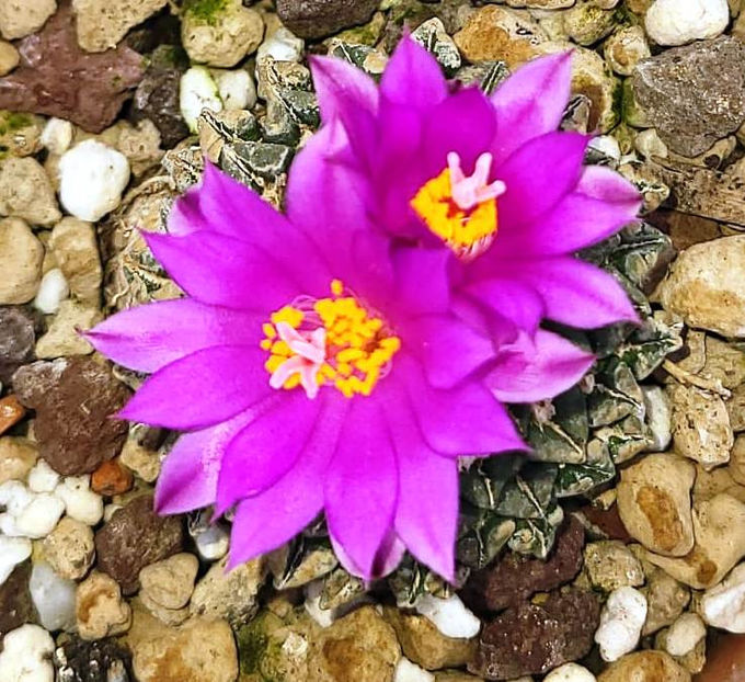 Ariocarpus kotschoubeyanus sladkovski - Ariocarpus kotschoubeyanus sladkovski Rio Verde