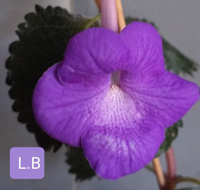  - ACHIMENES - 2024