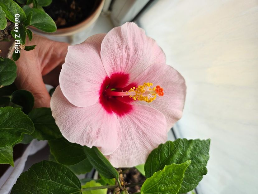 3 - Hibiscus