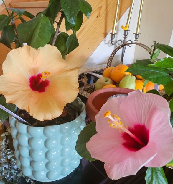 6,3 - Hibiscus