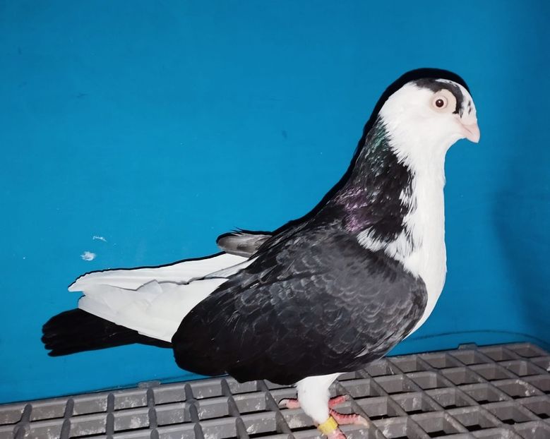 19814  Mascul  2023 - Jucători de Galați