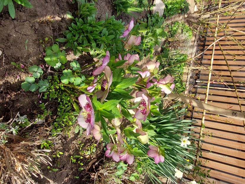  - 2024 feb martie aprilie