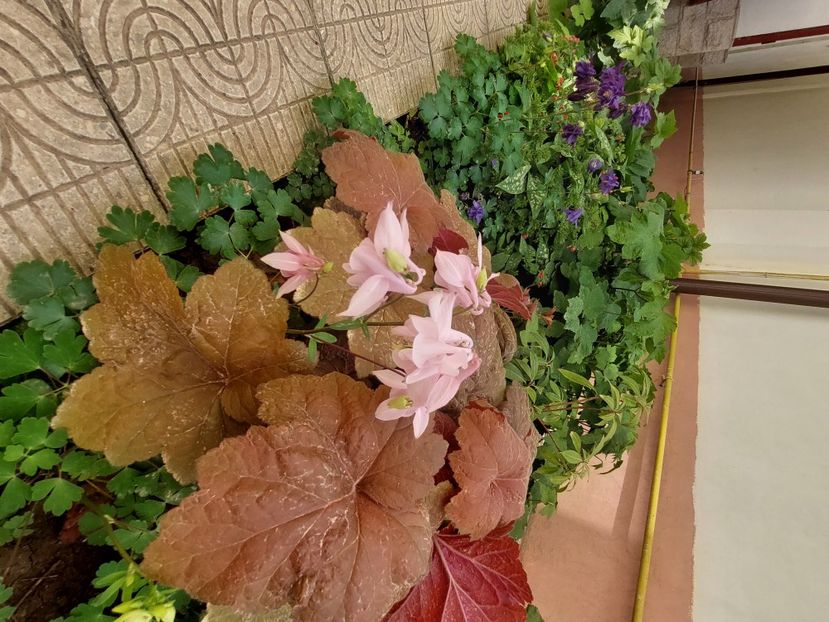  - 2024 continuare april mai