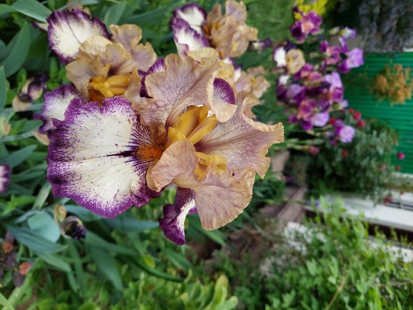  - 2024 continuare april mai