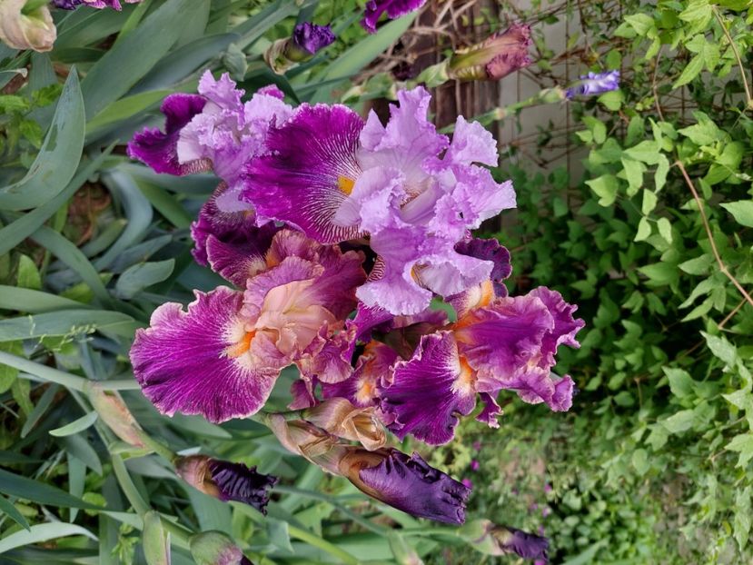  - 2024 continuare april mai