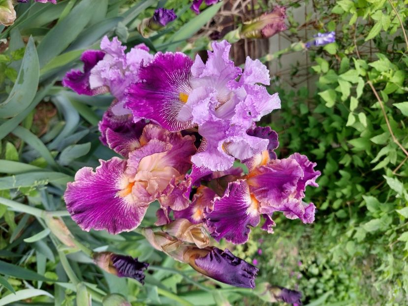  - 2024 continuare april mai