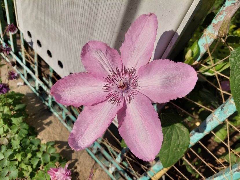  - 2024 continuare april mai