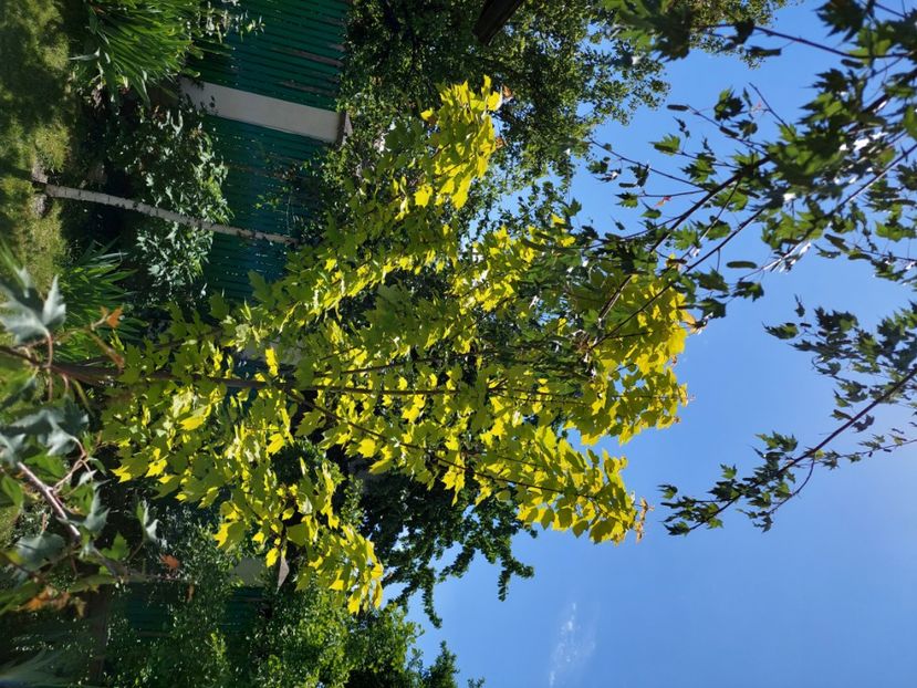  - 2024 continuare april mai