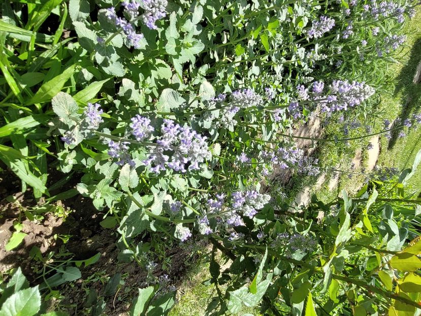  - 2024 continuare april mai