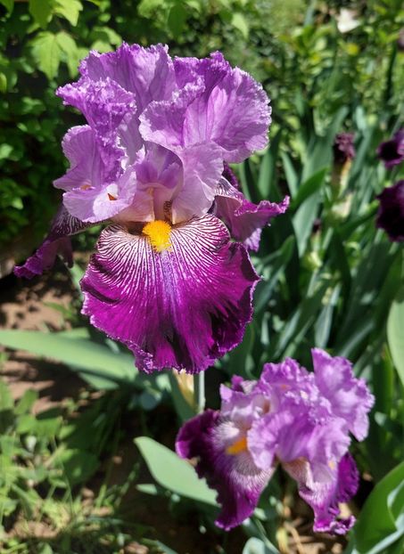  - 2024 continuare april mai